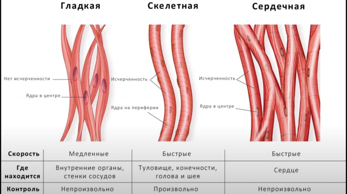 Мышцы человека