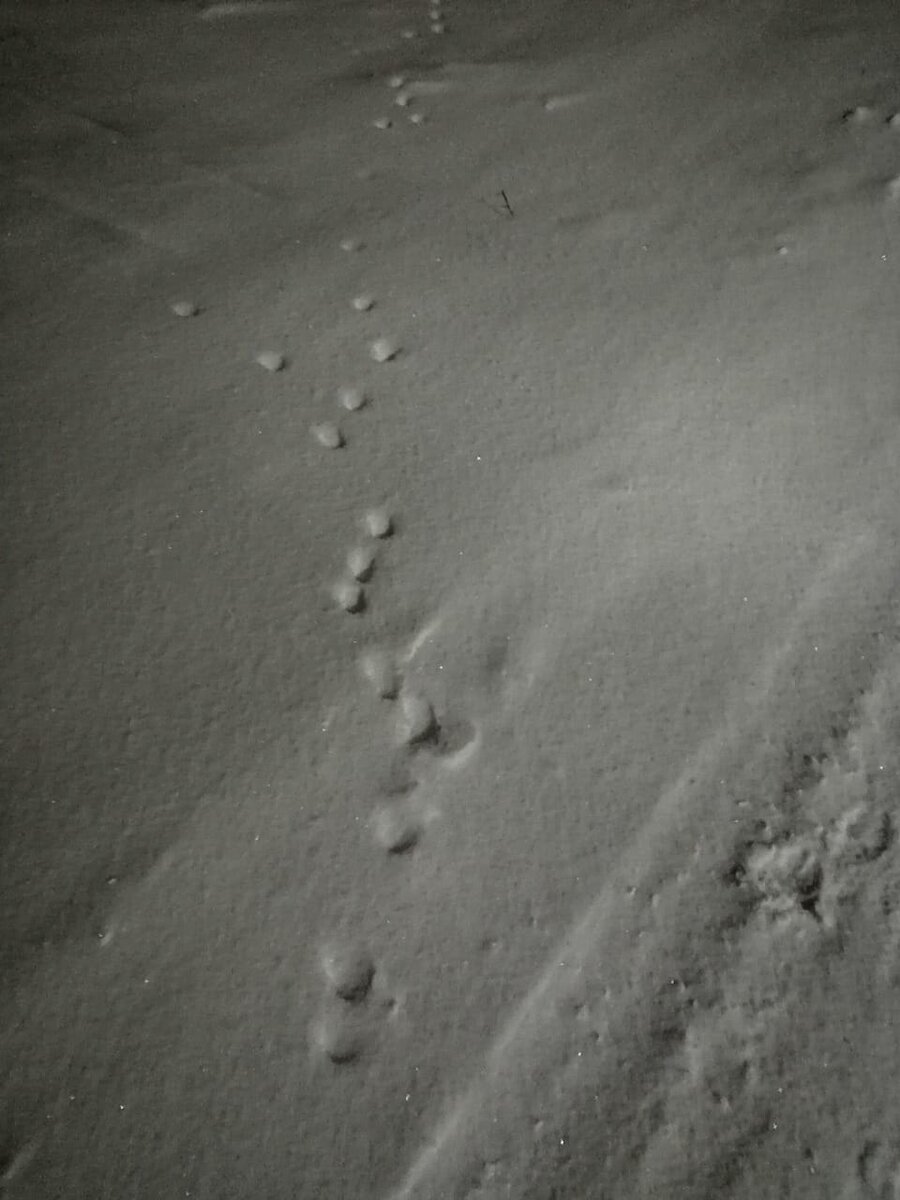 Кошачьи следы на снегу