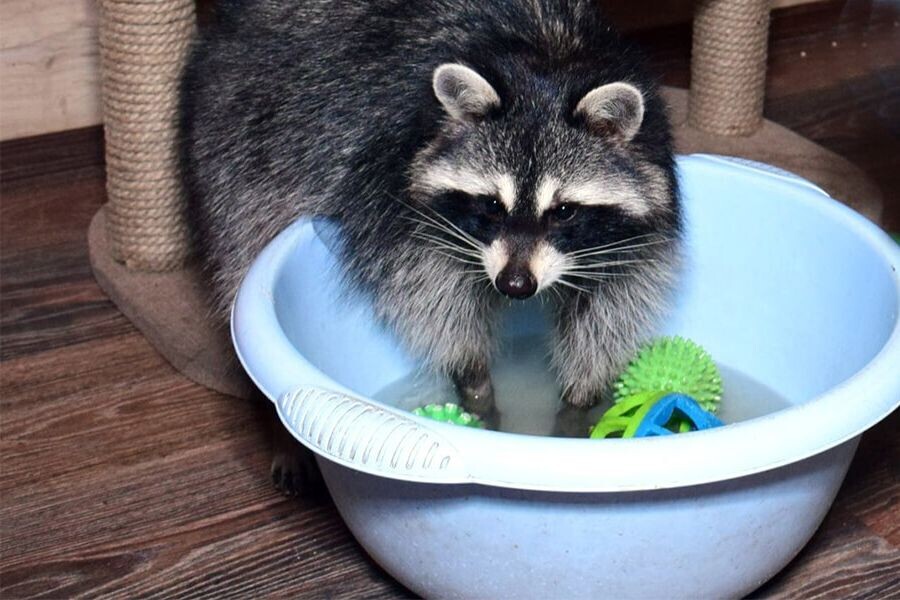 Большая стирка. Фото из открытых источников