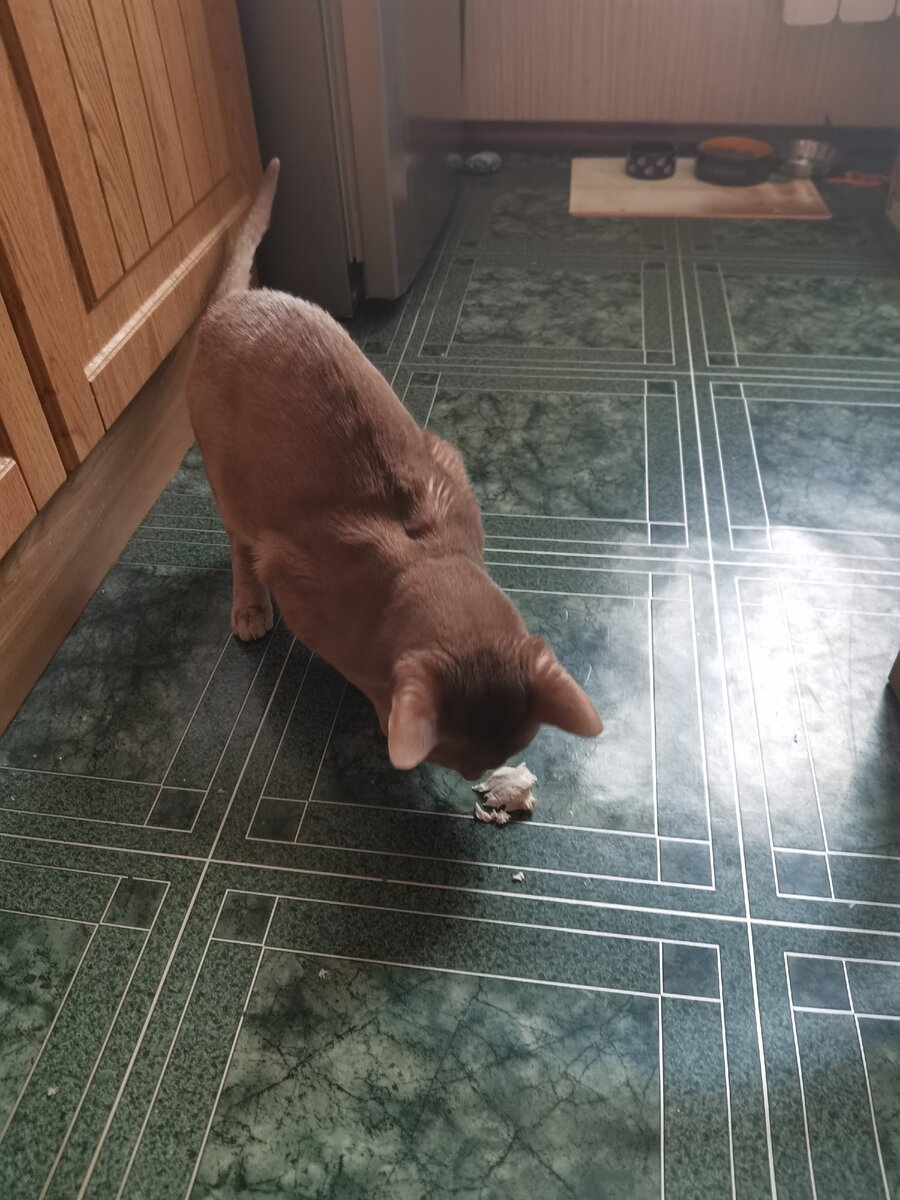 Стащил кусок мяса