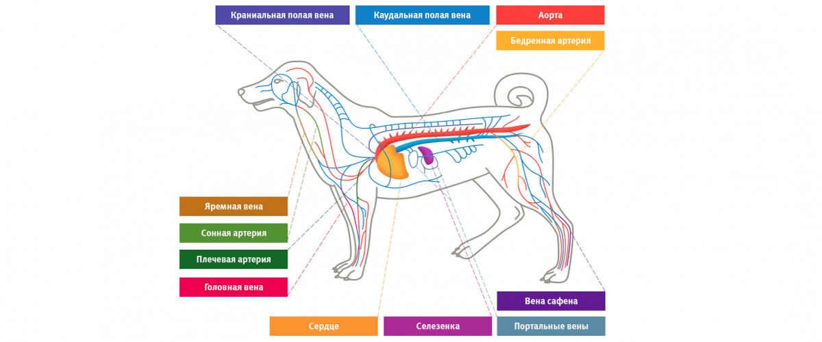Кровеносная система собаки 🐶🐩