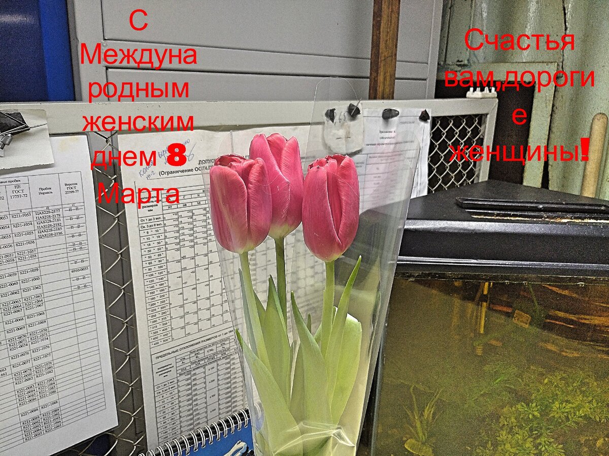 каждой женщине по 3 тюльпана