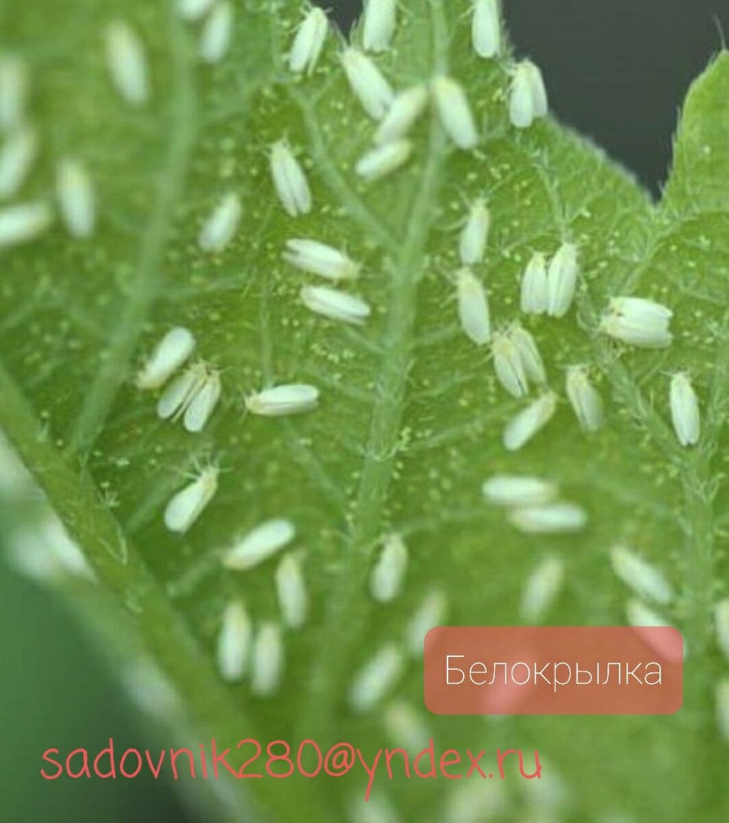 Белокрылки- атакуют.