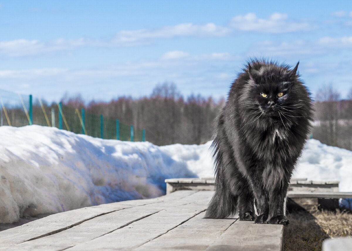 Кот тоже возмущен...