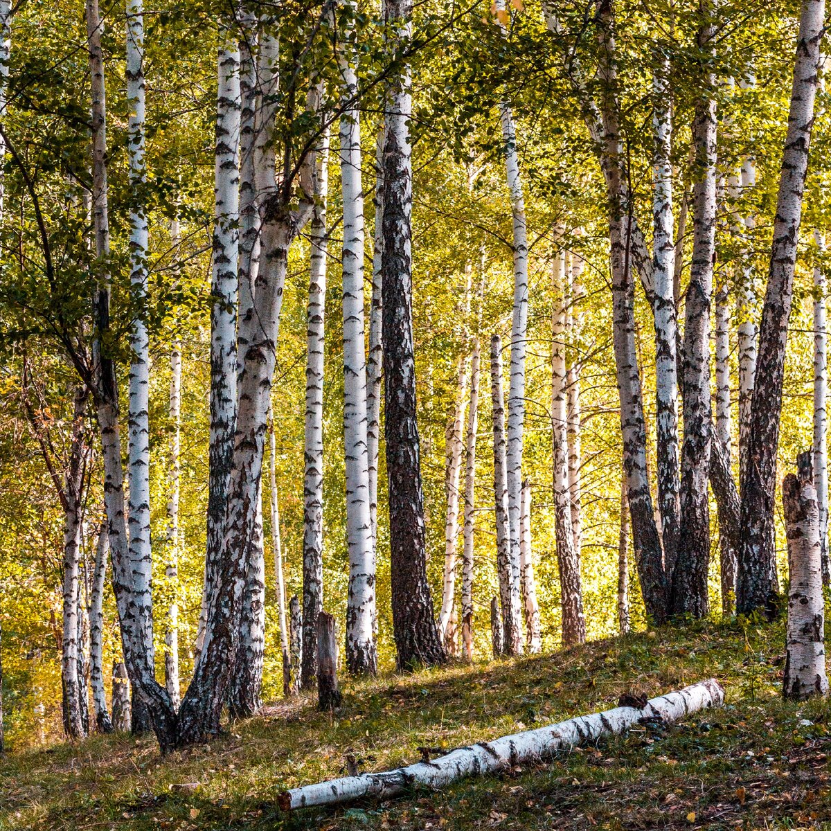 Берёзовый лес. Фото Данилы Васильева.