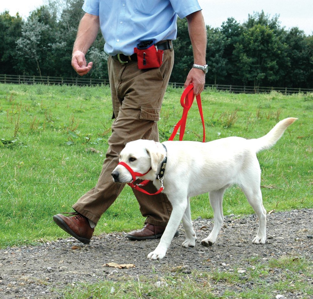 Ошейник, поводок и намордник
