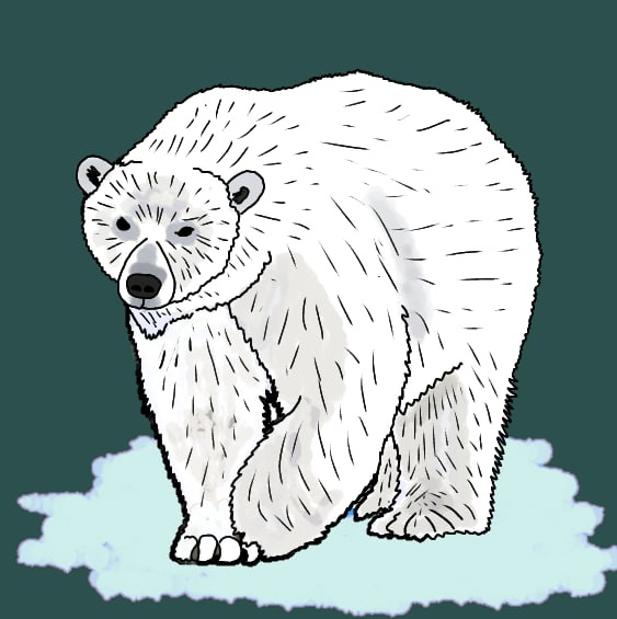 Рисунок белый медведь для детей 1 класс