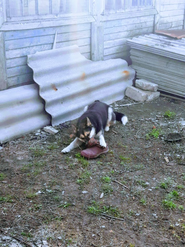 Леда утащила мой сапог, еле догнала, чтобы отобрать...