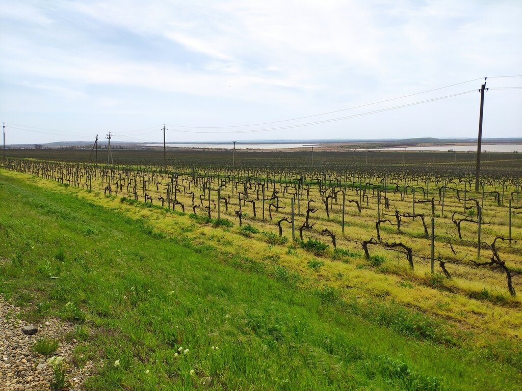Виноградники Поместья Голубицкое