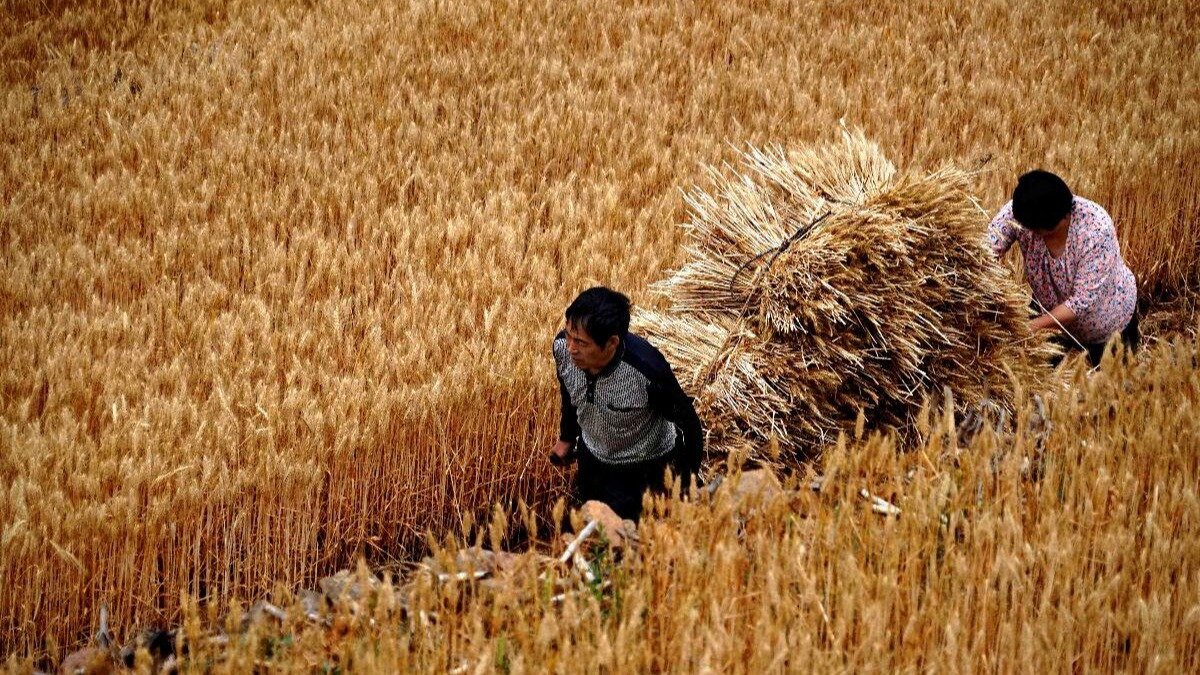 Фото:en.xfafinance.com Китай седьмой год подряд собирает рекордный урожай зерновых