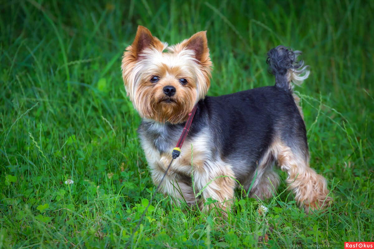 Активность и энергичность