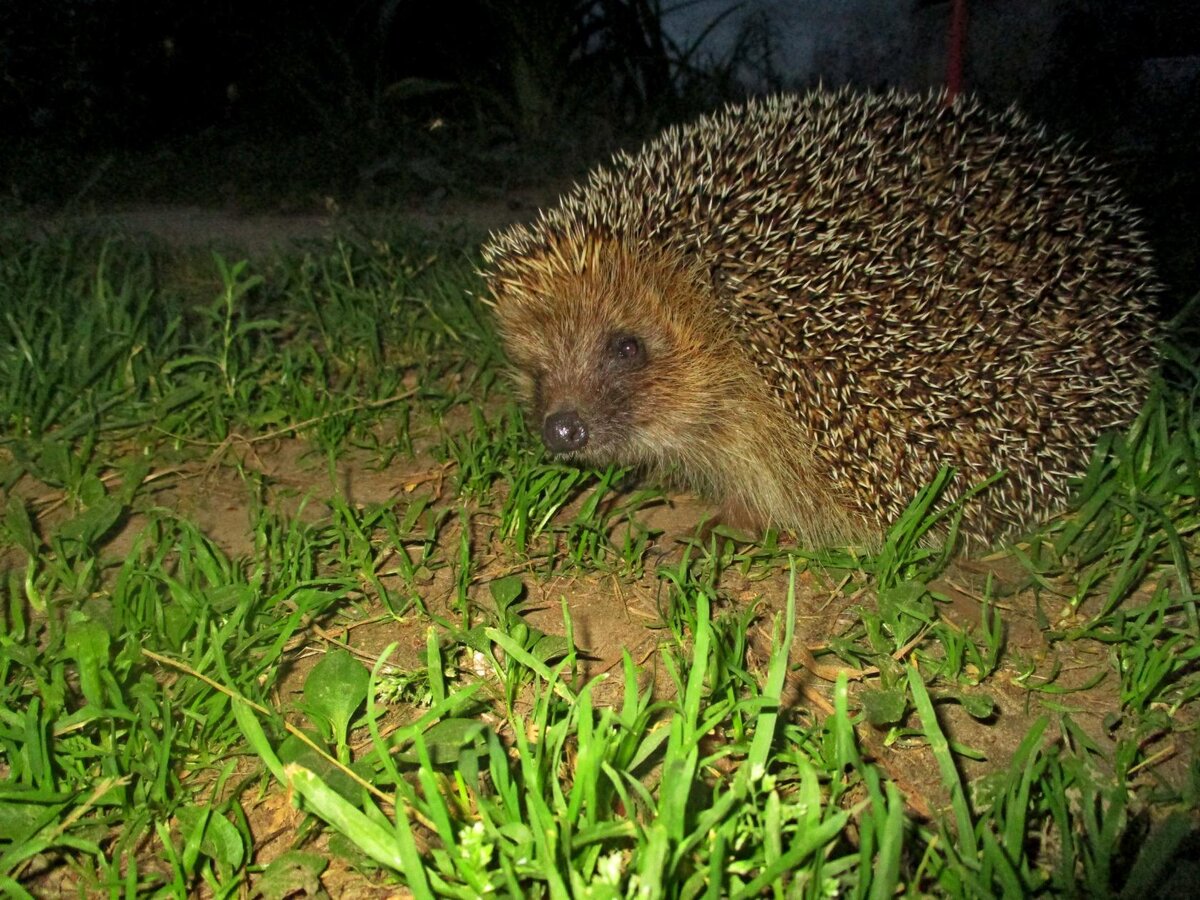 НЕ УДИВЛЯЙТЕСЬ, ЕСЛИ НА ТАКОЙ ШАШЛЫЧОК И ГОСТИ ПОЖАЛУЮТ,,,