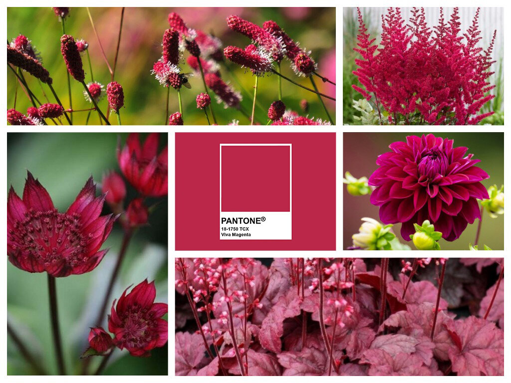Коллаж растений цвета Viva magenta от Pantone. 