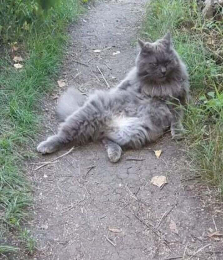 Мошан. Кот сына. Сыну 20, Мошану 17.