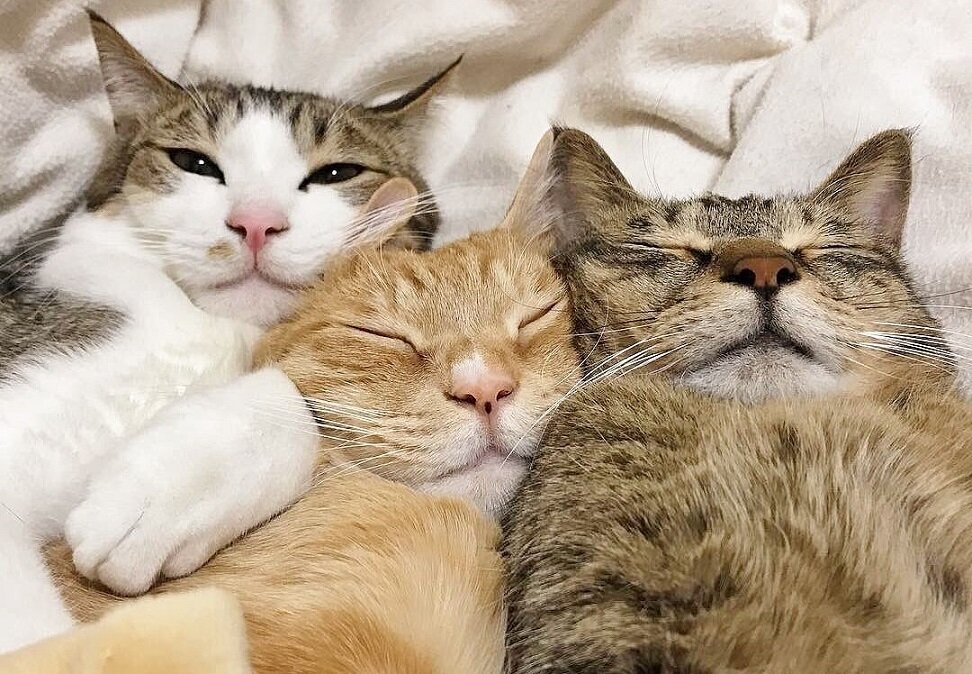 -Что можно так долго делать в ванной? Облизалась - и спать