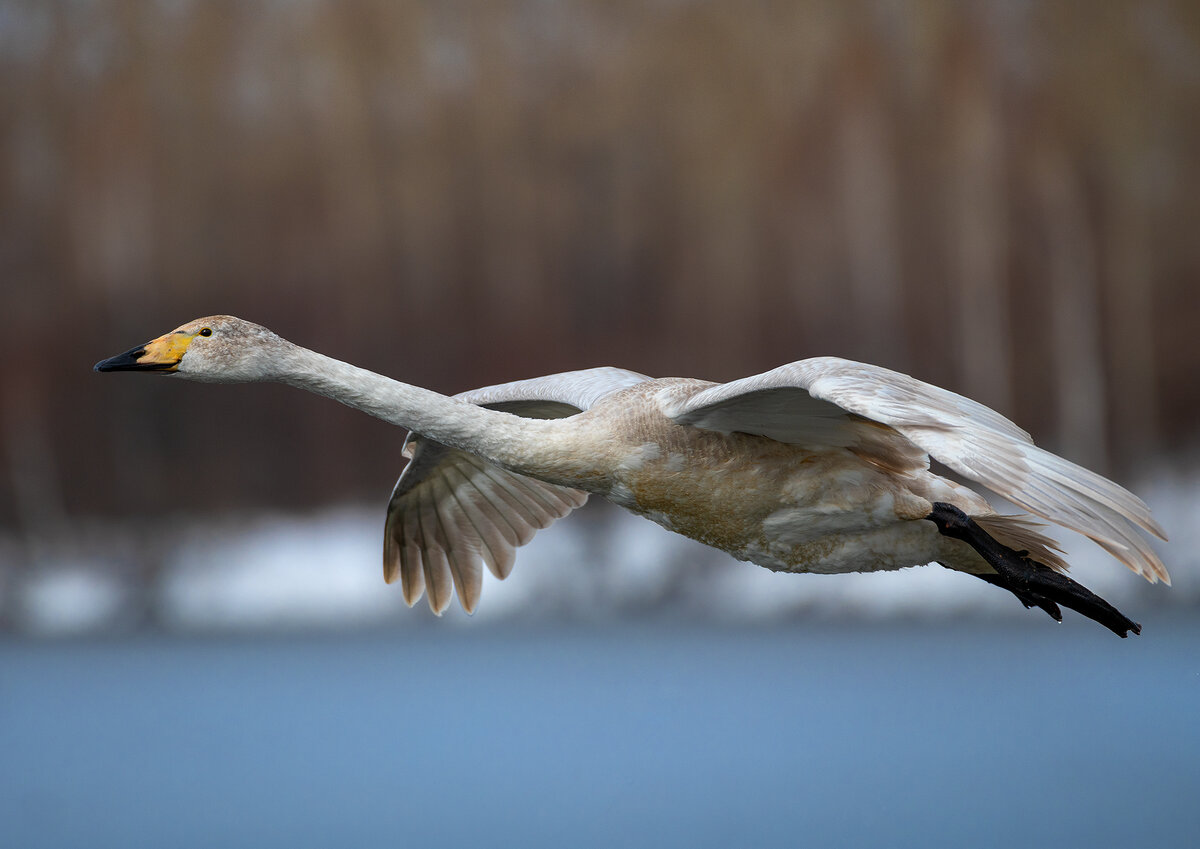 1. К параду готов!