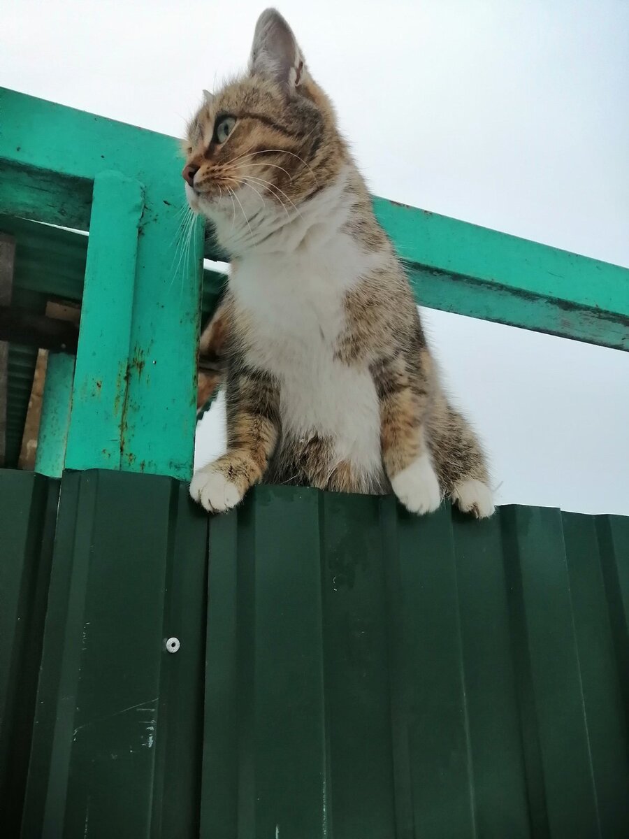 Кошка встречает