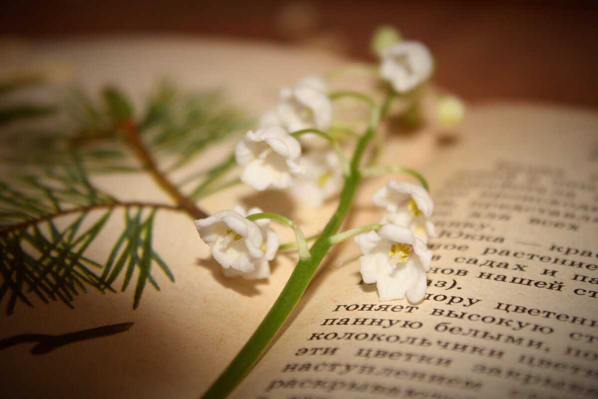 ландыш - один из представителей цветочного гороскопа