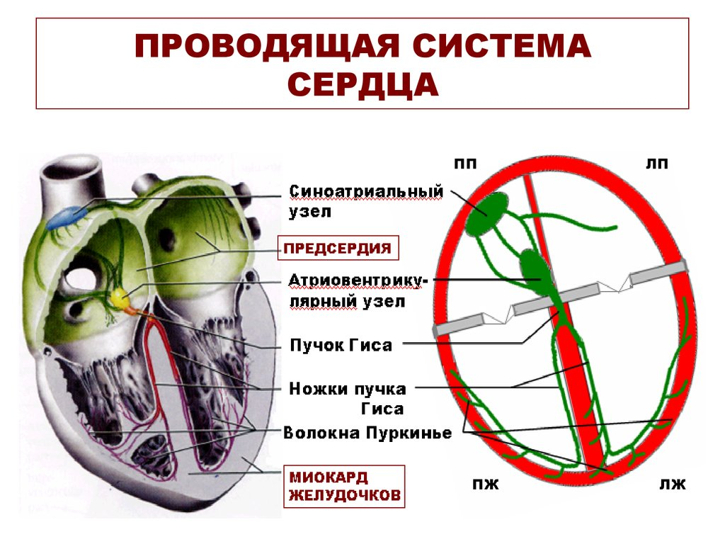 Анатомия сердца: проводящая система — …