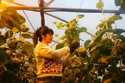    Выращивание овощей в теплицах ООО «СХП НАШ АГРАРИЙ» в Воскресенске © Пресс-служба Губернатора и Правительства Московской области