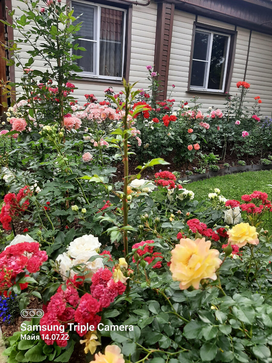 Цветник на садовом участке (76 фото)
