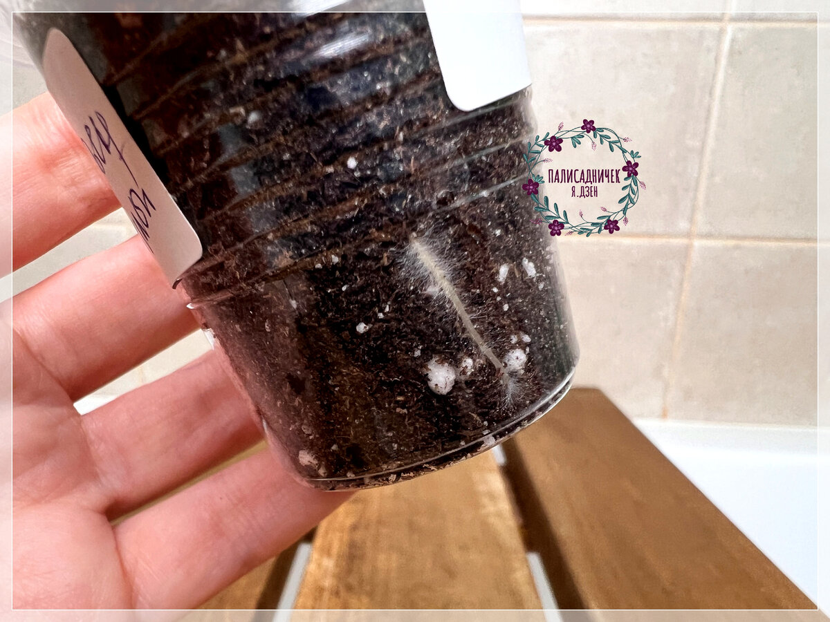 И вот этот вот решила для вас ещё запечатлеть. 