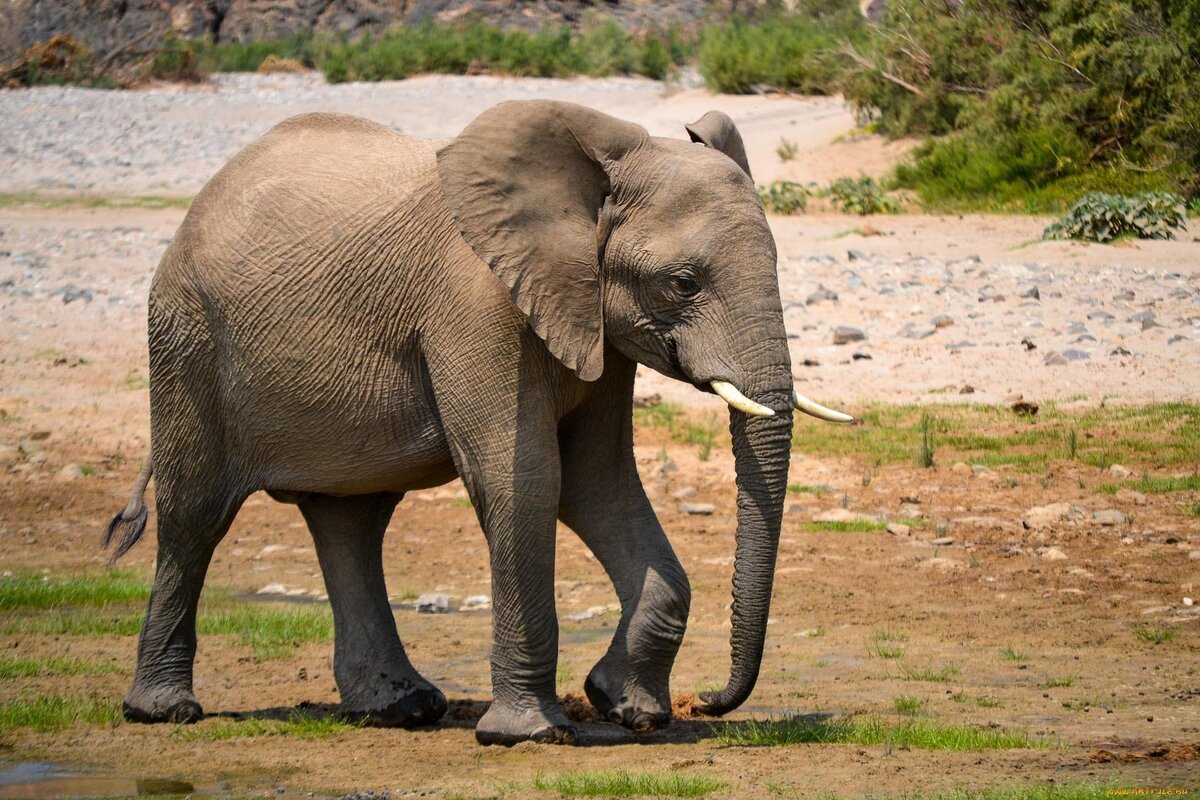 A big elephant