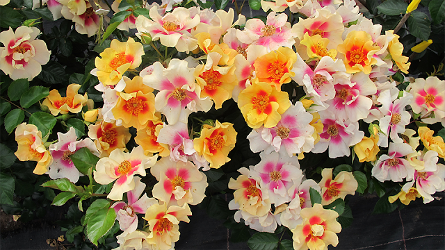 Роза Ай оф зе Тайгер, фото из интернета.