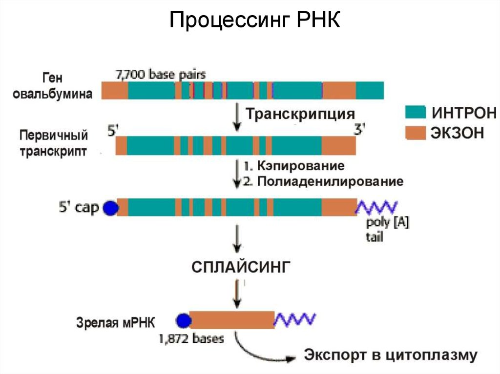 Транскрипция генома. Процессинг МРНК Гена овальбумина. Этапы процессинга РНК У эукариот. Процессинг МРНК У эукариот. Процессинг и сплайсинг РНК этапы.