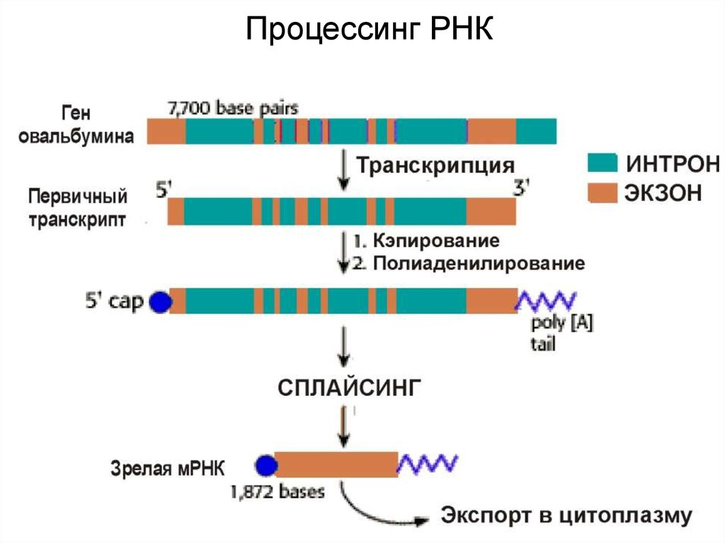 Процессинг МРНК Гена овальбумина. Этапы процессинга РНК У эукариот. Процессинг МРНК У эукариот. Процессинг первичных транскриптов РНК..