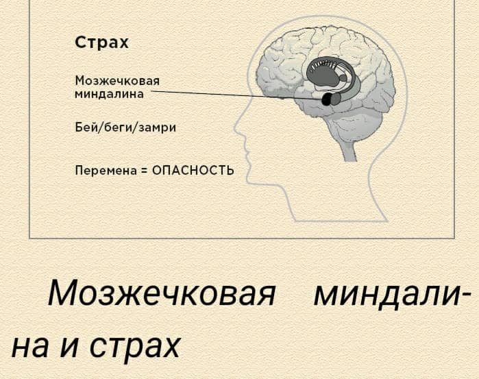 Миндалины мозжечка. Бей или беги рептильный мозг. Мозжечковая миндалина функции.