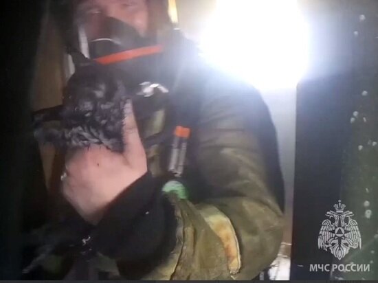     фото: скан видео ГУ МЧС России по Курганской области