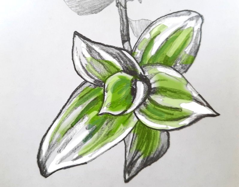 Моя, пока нарисованная, традесканция ;)