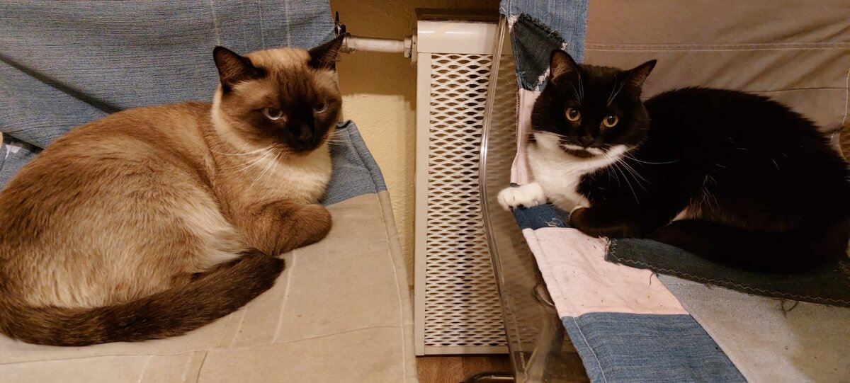 Сиротки Исидор Яковлевич и Паша Эмильевич. Худюлечки мои бледненькие.