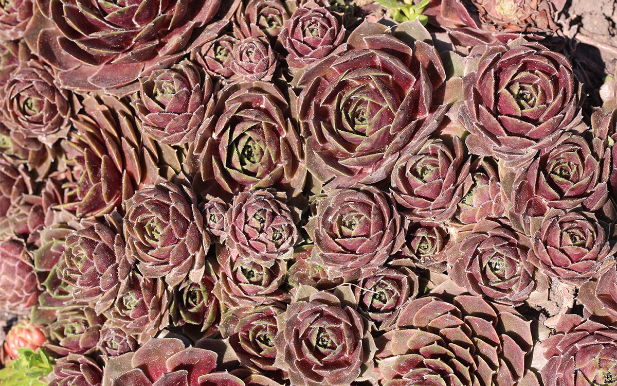 фото из архива