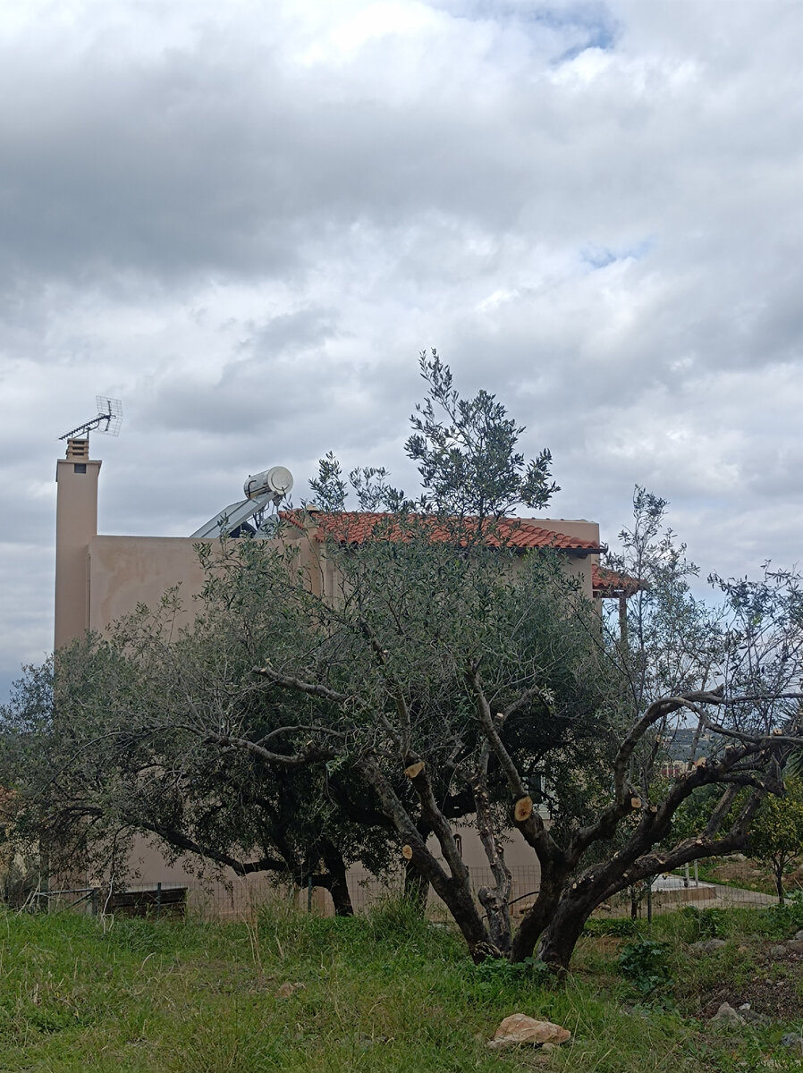 Перед новым циклом оливкам нужна санитарная обрезка (фото автора)