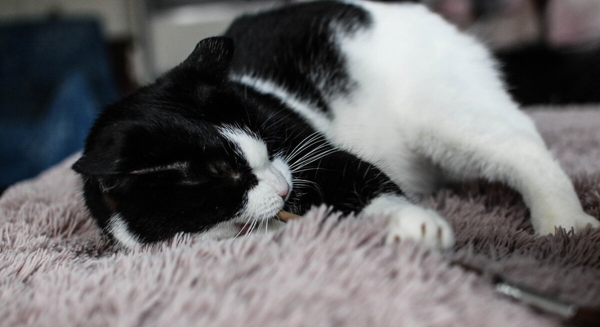 Моня в гневе