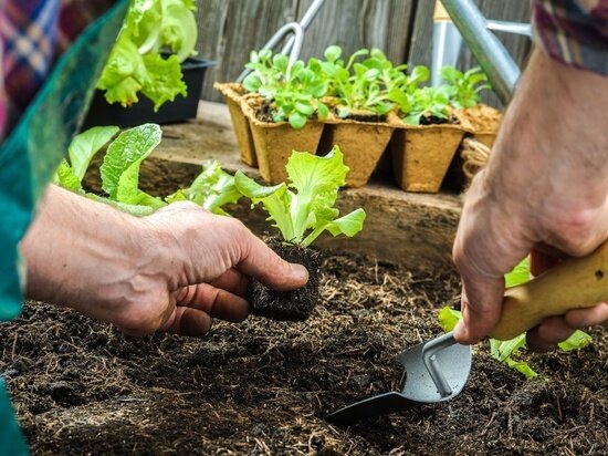     фото вк Подслушано у Садоводов