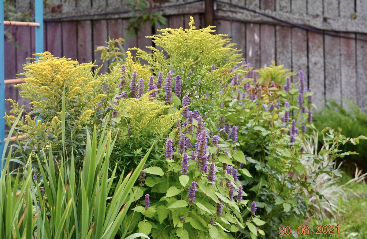 С Золотарником Жозефина