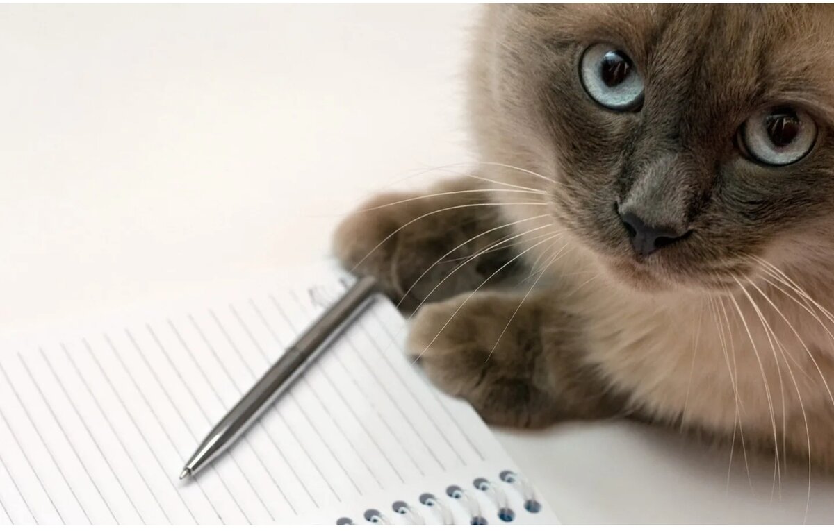 Фото из Интернета.