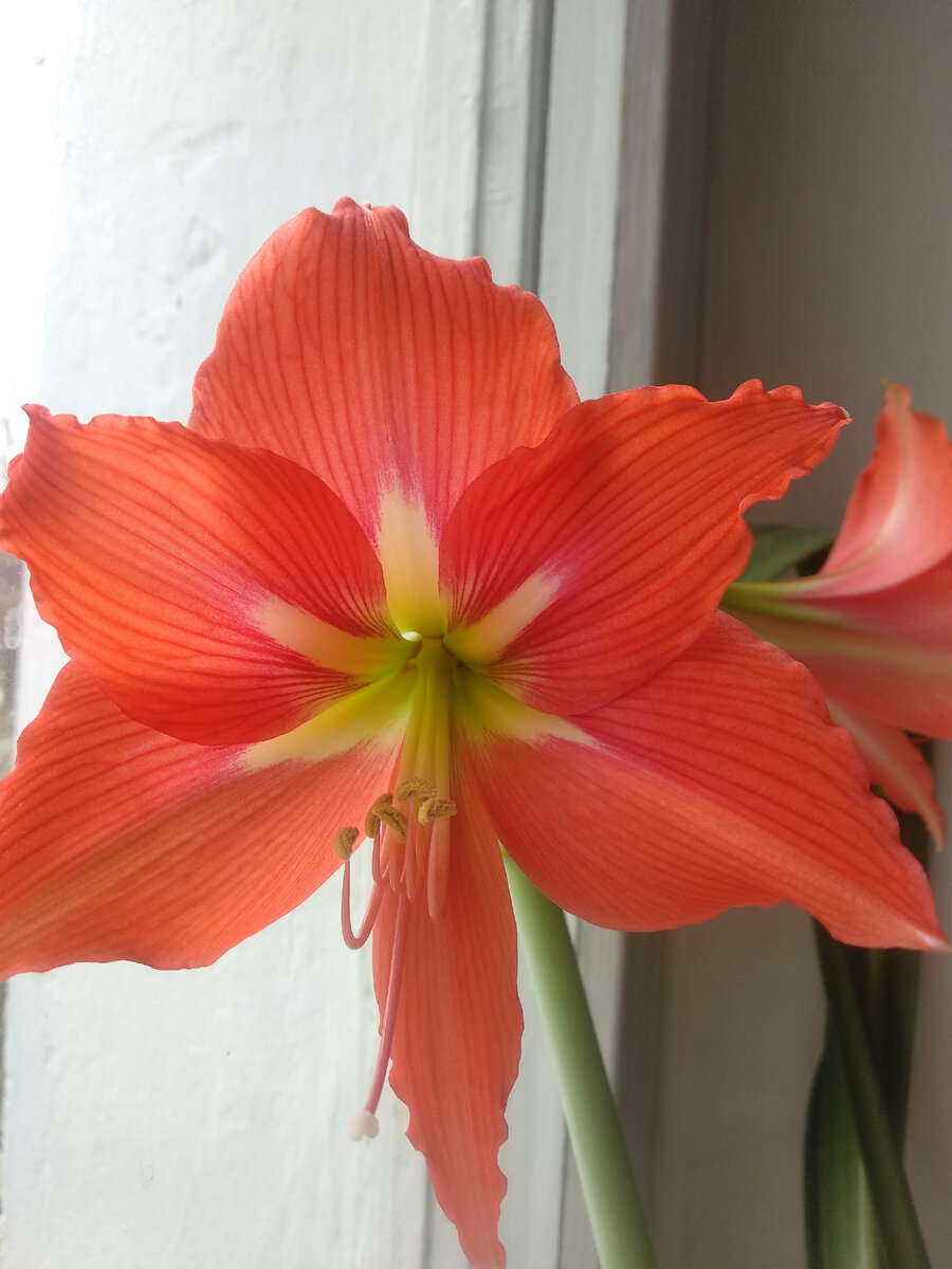 Вообще-то растениям со мной тоже сложно, но некоторые умудряются даже цвести :)