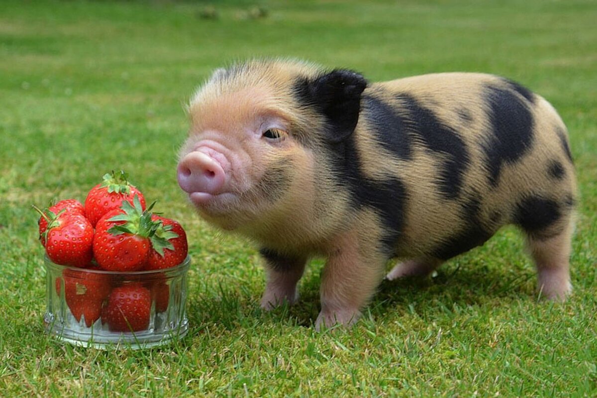 Фотография MIni-Pig найдена на просторах Яндекса.