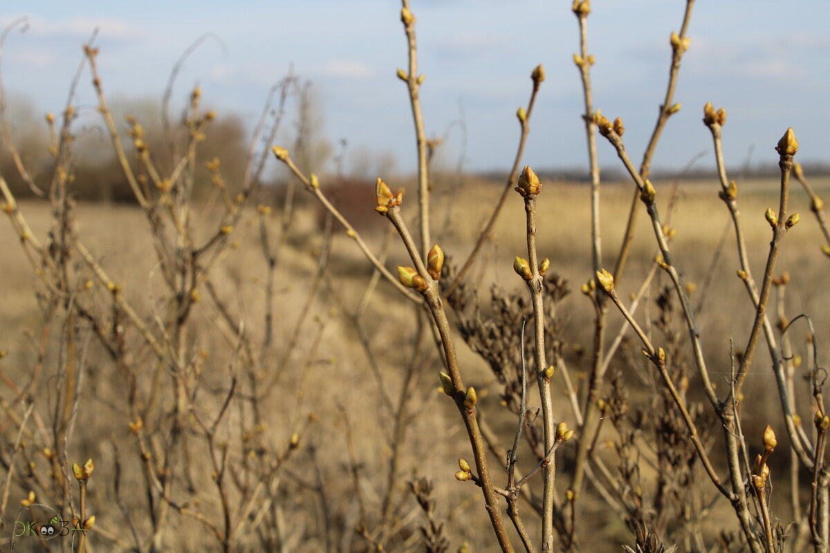 Почки у сирени набухли.
