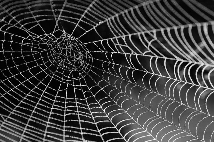 Фото: Pixabay