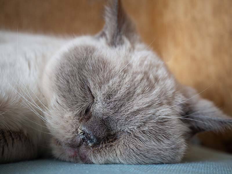 Кот тяжело дышит или симптомы гидроторакса у кошек