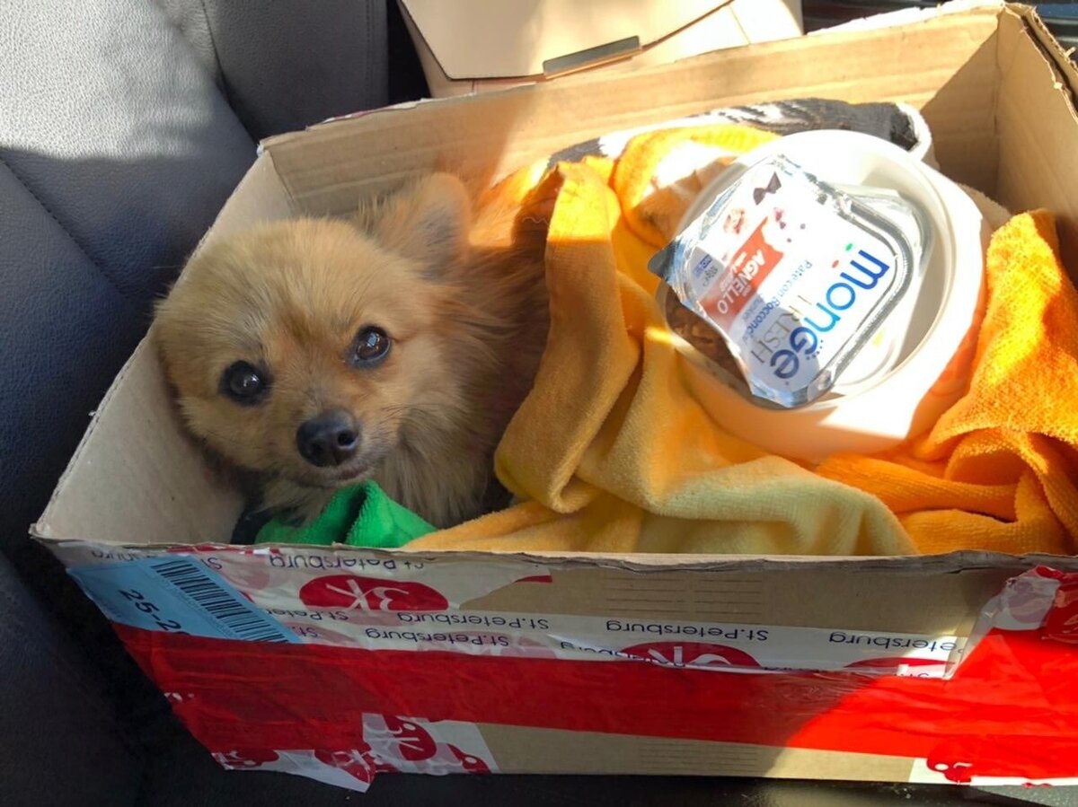 30 июля 2022 года Фунтика нашли на улице и принесли в приют.