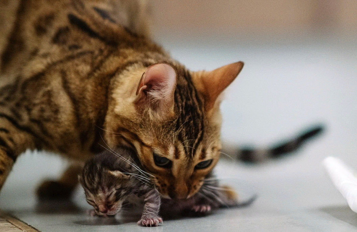 🐱Как правильно воспитывать котёнка, и как воспитывают котят мамы-кошки |  Нос, хвост, лапы | Дзен