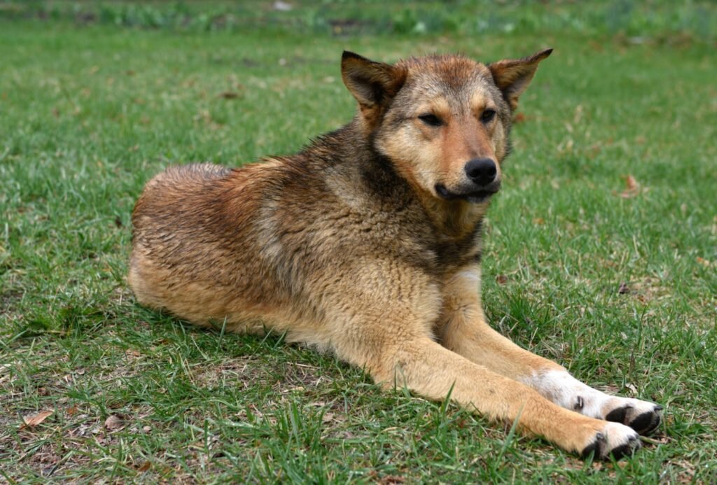    Собака на территории зоны отчуждения Чернобыльской АЭС. Стрингер / РИА Новости