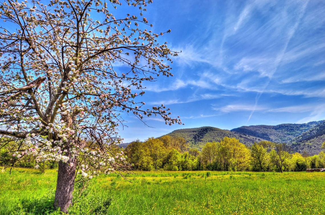фото источник яндекс картинки. Телец. Почувствуйте период тельца. 