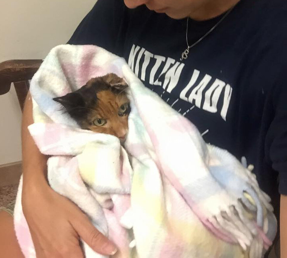 Энн Источник фото: https://www.landofcats.net/14-year-old-cat-weighed-kitten/